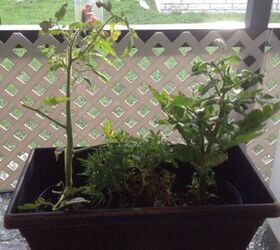 q my tomatoe plant i needs help