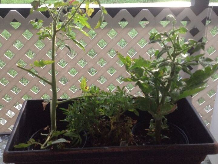 q my tomatoe plant i needs help