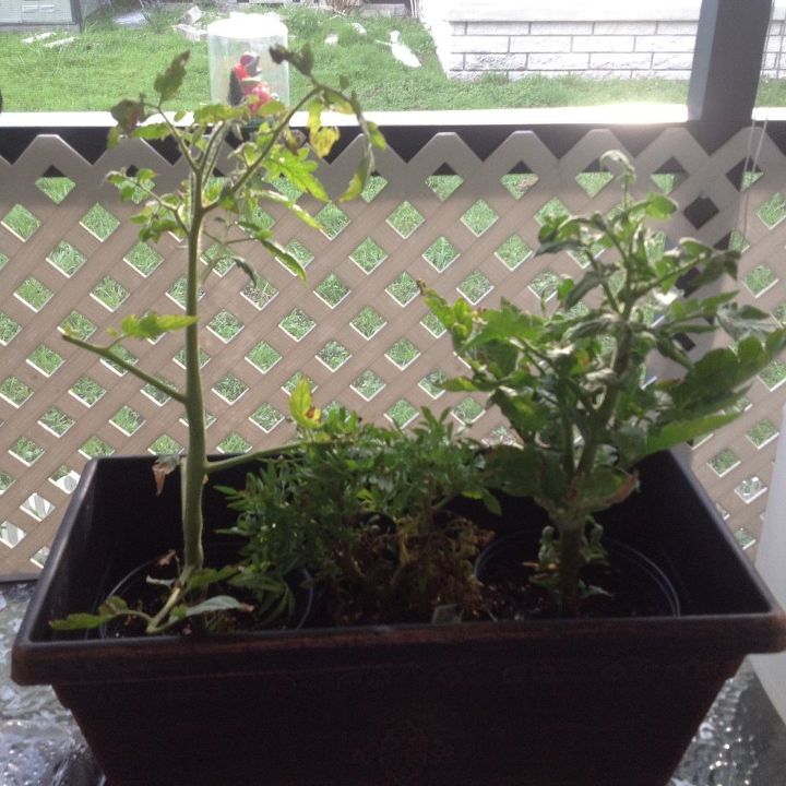 q my tomatoe plant i needs help