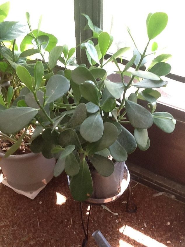 q plant id please purchased from kmart