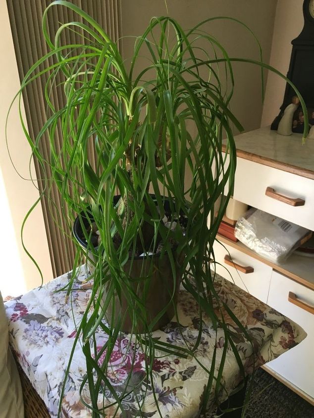 q what is this plant it was a gift and the giver doesn t know either