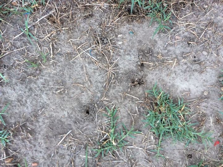 q what are these holes in my yard