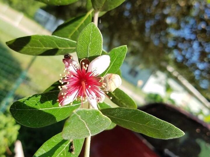 q is this a walnut tree