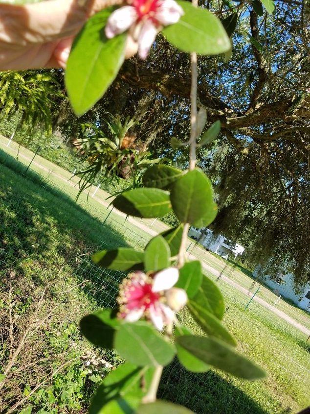 q is this a walnut tree