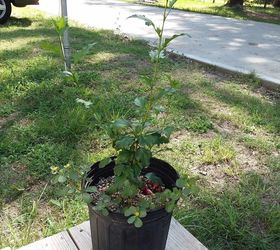 does a confederate rose plant have to be planted in the ground