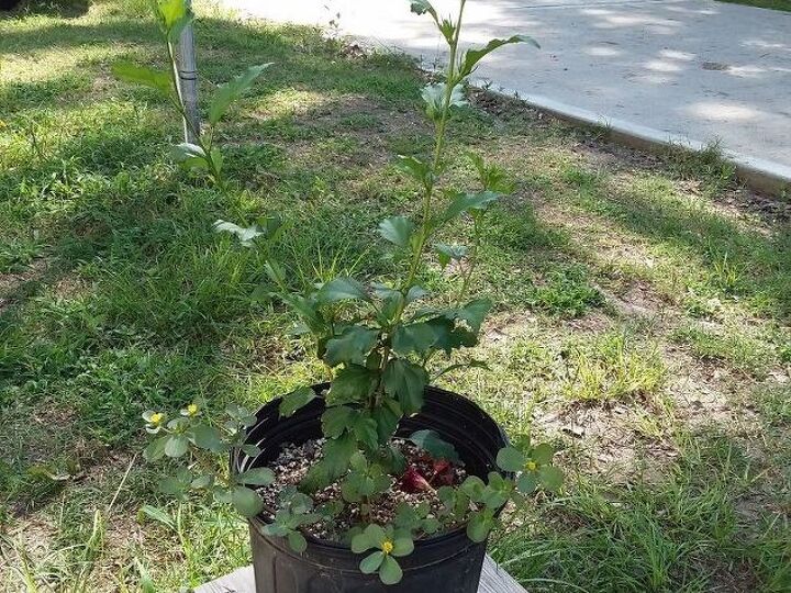 q does a confederate rose plant have to be planted in the ground