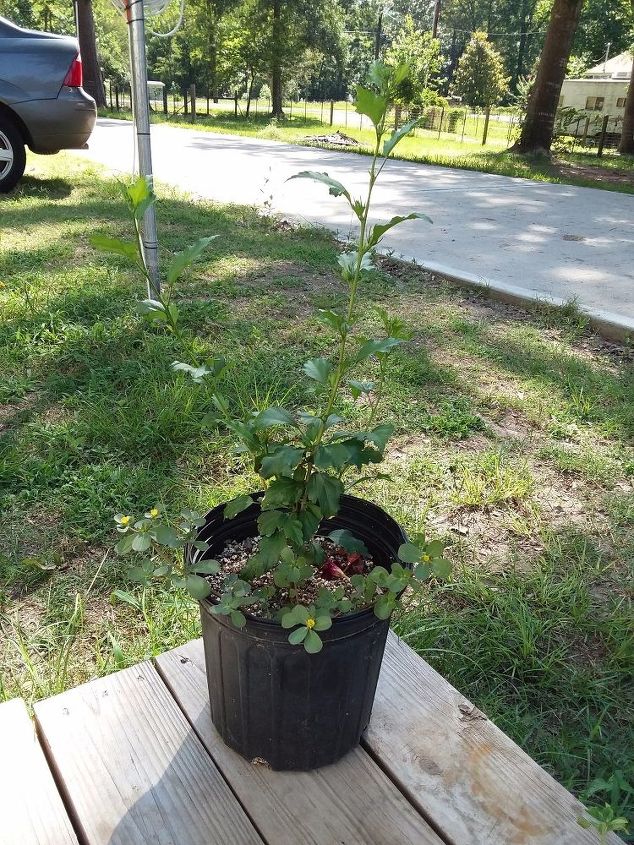 Does A Confederate Rose Plant Have To Be Planted In The Ground Hometalk