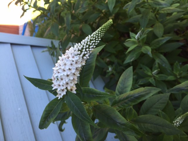 q what kind of flowers are these or weeds