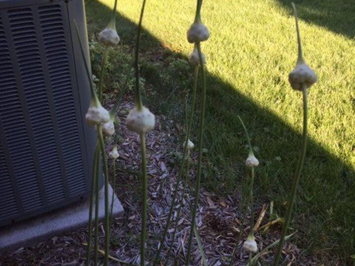 q does anyone know what kind of flower this is