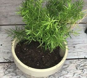 epsom salt for your plants inside and out