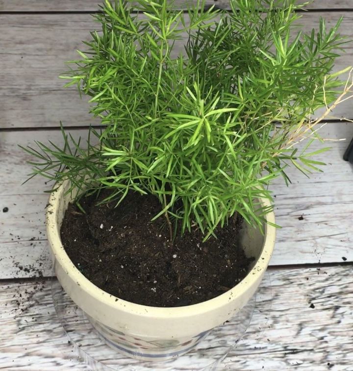 epsom salt for your plants inside and out