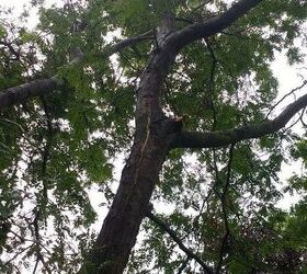 is-it-feasible-to-repair-large-limb-of-a-mountain-ash-tree-hometalk