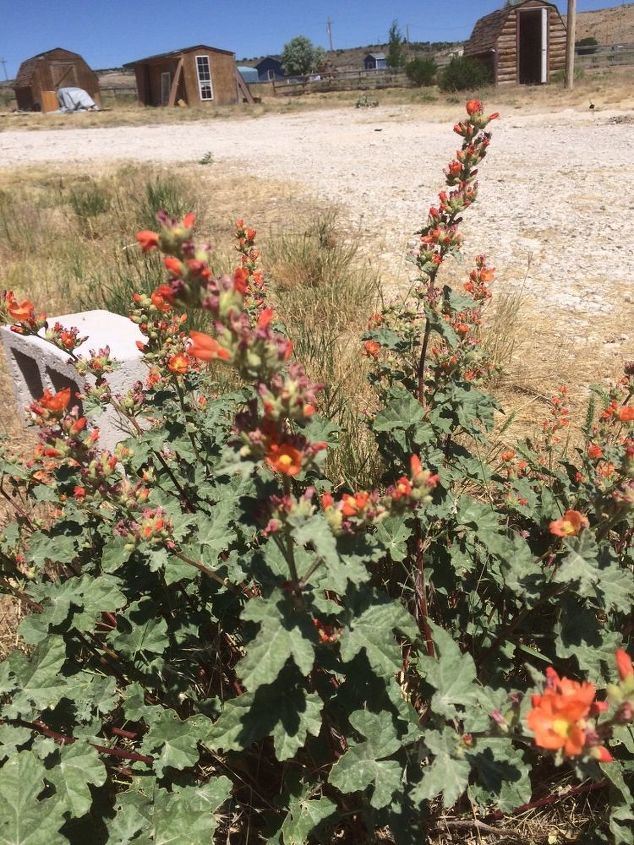 q i m guessing this is a weed or is it a flower of some kind