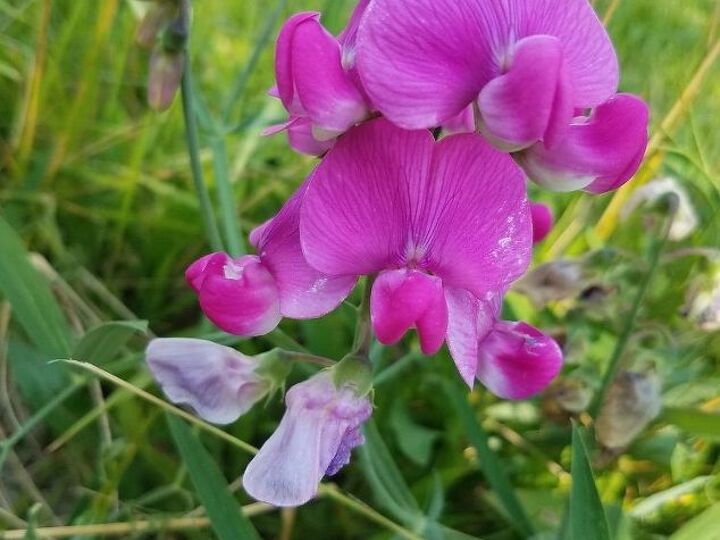 q do you know what this plant flower is
