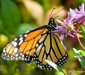 s 15 inexpensive tricks to help you landscape without stressing out, Chop Down Branches For The Butterflies