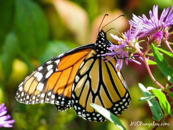 15 trucos baratos para ayudarte a ajardinar sin estresarte, Corte las ramas para las mariposas