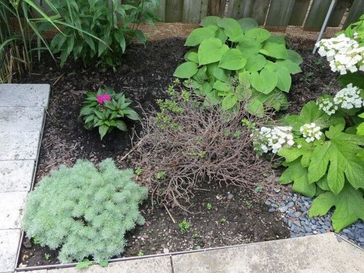 q should this rhododendron be removed