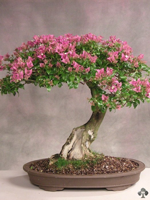 q bonsai tree