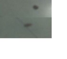 How To Get Rid Of And Avoid Small Ticks Or Weevils In Stored Flour Hometalk