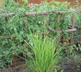 diy tomato trellis ideas to make your plants taller