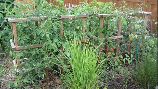 12 idias de gaiolas de tomate diy para fazer seu crescimento mais alto