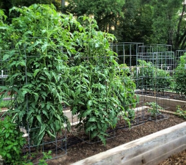 12 ideas de jaulas de tomate de bricolaje para hacer su crecimiento ms alto