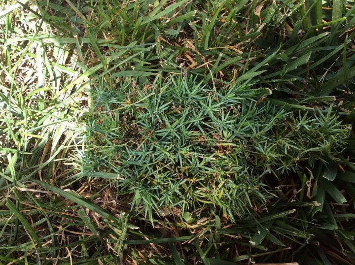 q what is this prickly thing growing in my lawn