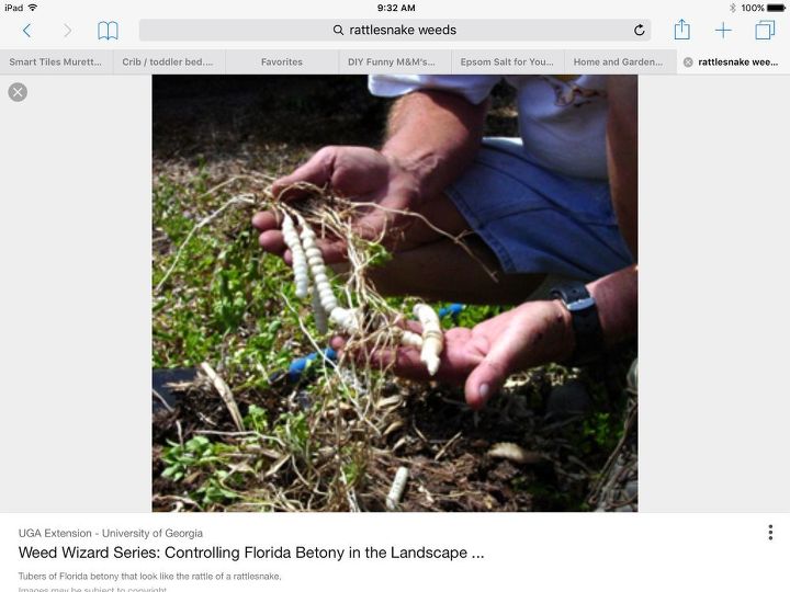 q what is a homemade recipe for killing rattlesnake weeds