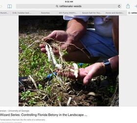 what is a homemade recipe for killing rattlesnake weeds