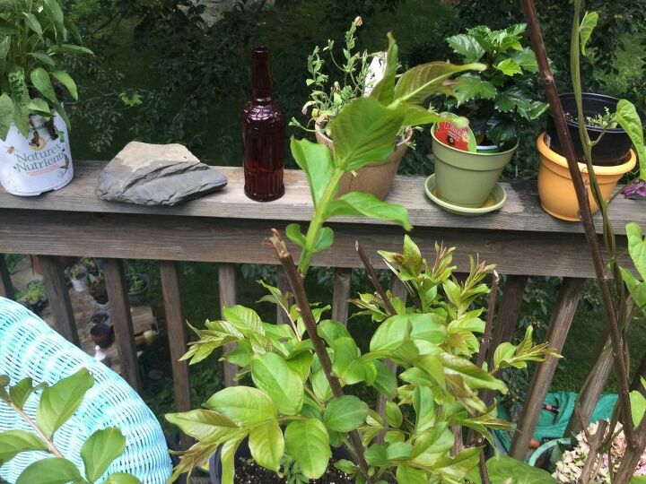 t crepe myrtle miracle