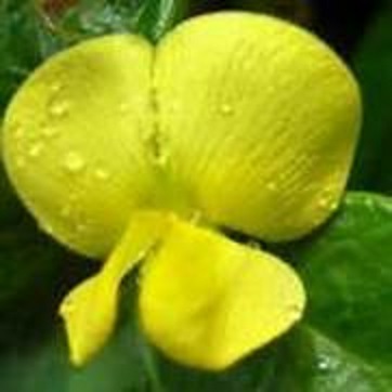 q lathyrus aphaca yellow pea
