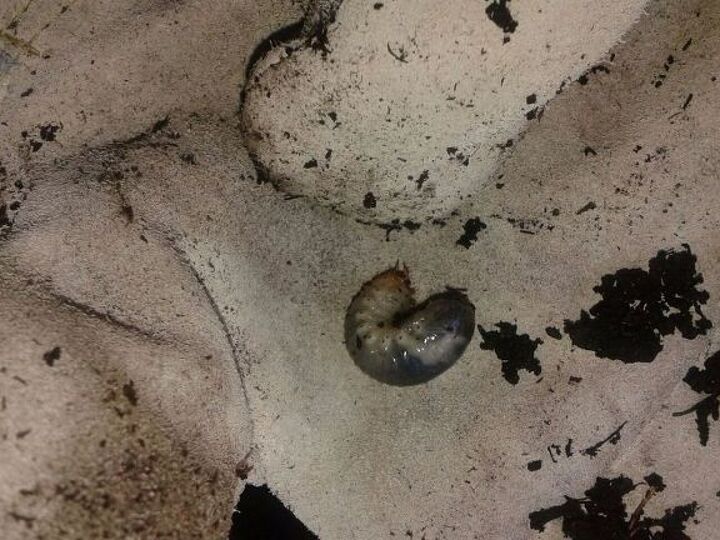 q how to get rid of grubs larvas in vegetable garden