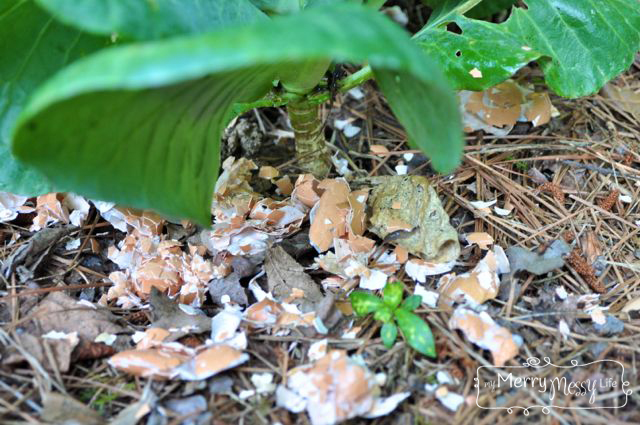 10 hacks to keep pests out of your prized garden, Crush Eggshells To Stop Slugs