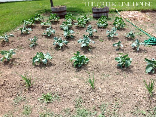 10 truques para manter as pragas longe do seu precioso jardim, 5 maneiras divertidas de usar a borra de caf no jardim