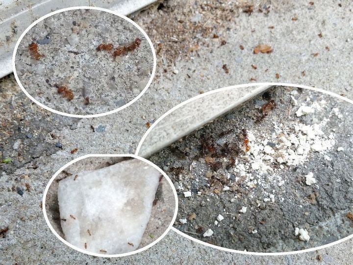 10 trucos para mantener las plagas fuera de tu preciado jardn, Utilice mantequilla de cacahuete para deshacerse de las hormigas