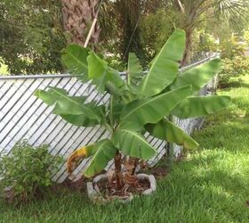 q banana plant
