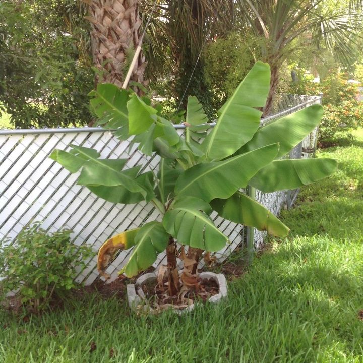 q banana plant
