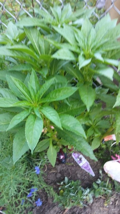 q do anyone no the name of this plant
