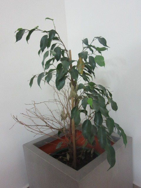 q leaves on my ficus tree are not growing back