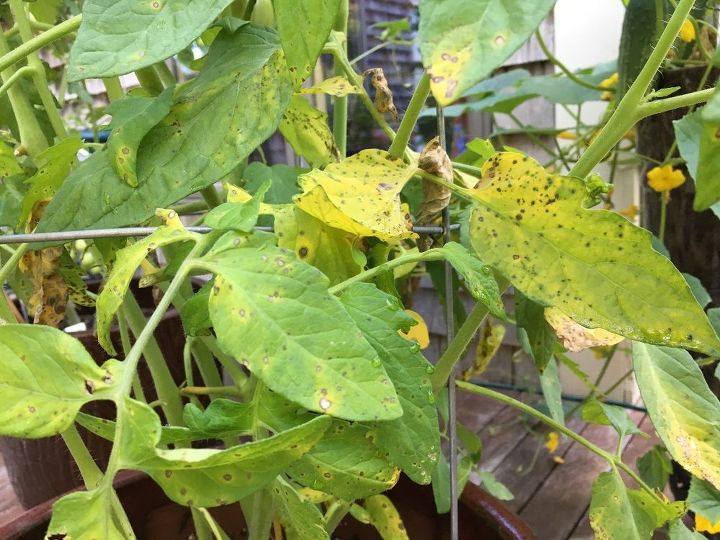 q my tomatoe plants have developed yellowing leaves with black spots