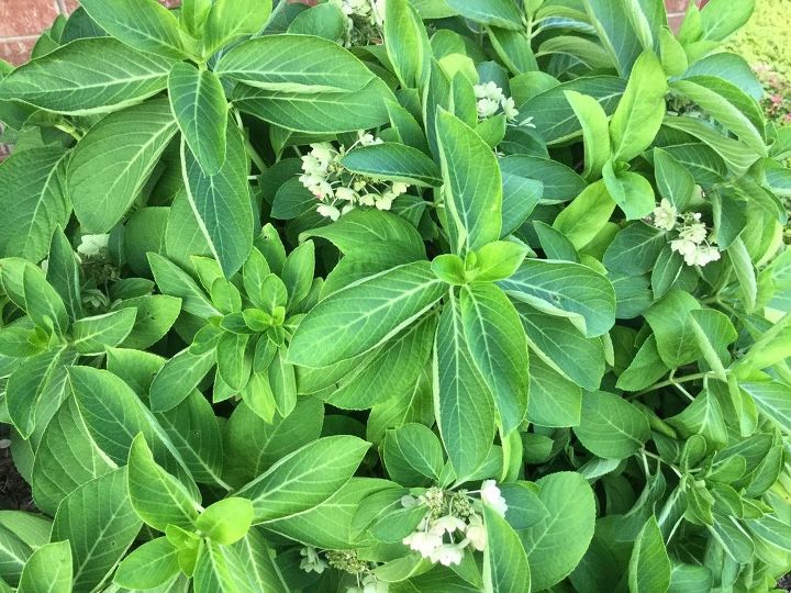 q hydrangeas problems