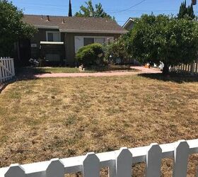 q how to transform a dead lawn into low maintenance beauty