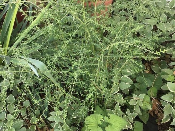 q does anyone know what this plant is that popped up in my garden