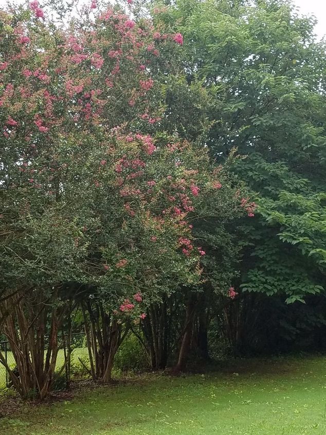 q any suggestions on how to clear out massive amounts of poison ivy