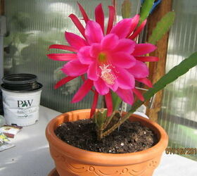 q what is this plant it looks from the christmas cactus family