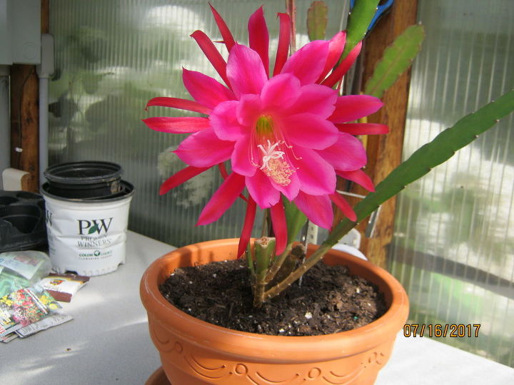 q what is this plant it looks from the christmas cactus family