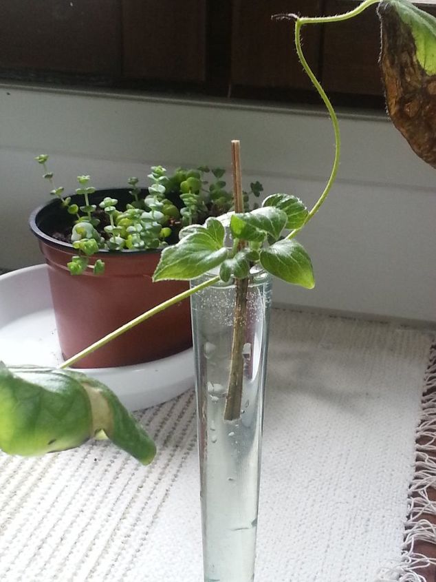 q how to root clematis cutting