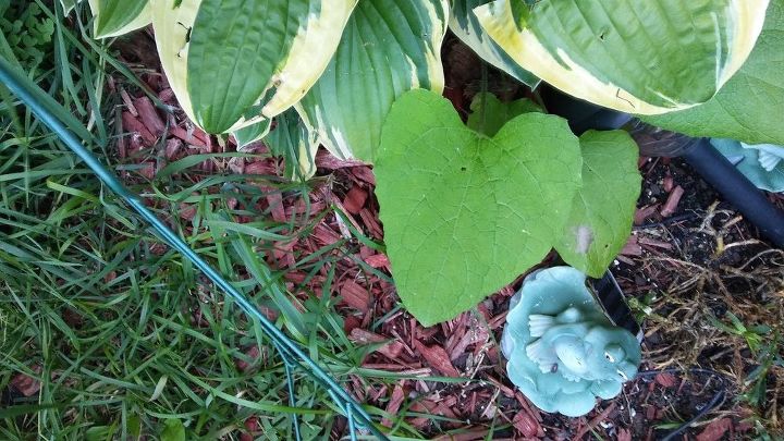 q zone 5 weed or flower