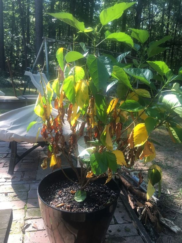 q what can i do about yellowing leaves on my hibiscus plant