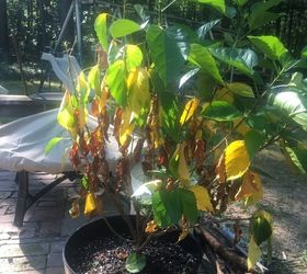 what can i do about yellowing leaves on my hibiscus plant